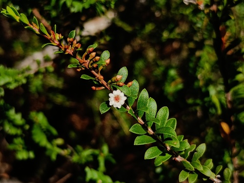 Grampians heath myrtle (Thryptomene calycina)