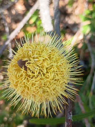Silver Banksia (Banksia marginata)