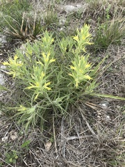 Castilleja purpurea