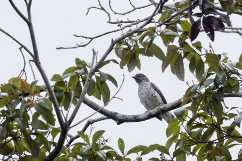 White-winged Cotinga