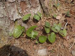 Hexastylis virginica