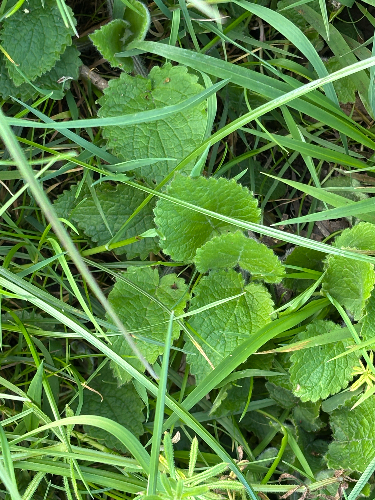 Whitespot (Stachys sylvatica)