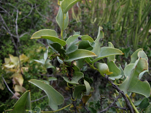 Dioscorea hemicrypta · iNaturalist