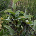 Dioscorea hemicrypta - Photo (c) Gawie Malan, algunos derechos reservados (CC BY-NC), subido por Gawie Malan