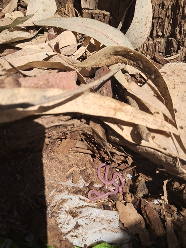 Cairo Blind Snake