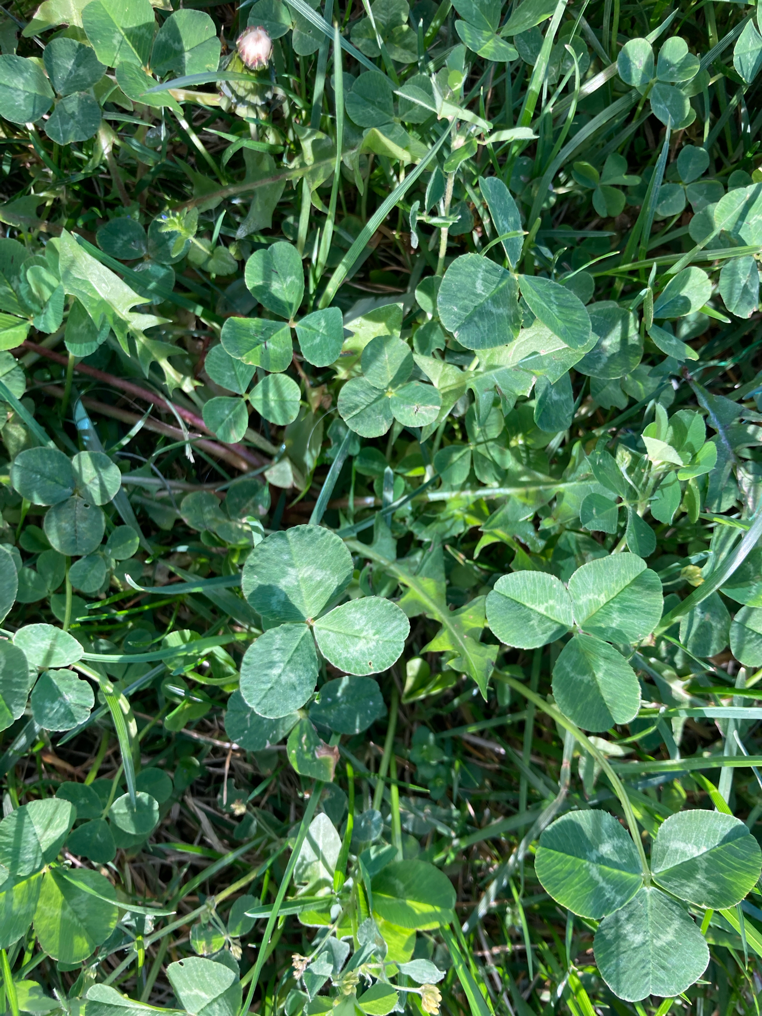 White Clover (Trifolium repens)