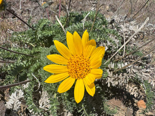 Hooker's Balsamroot (Balsamorhiza hookeri)