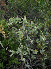 Dioscorea hemicrypta