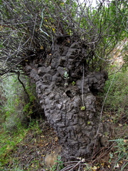 Dioscorea hemicrypta