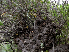 Dioscorea hemicrypta