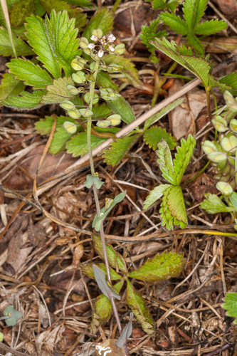 Perfoliate Penny-cress (Noccaea perfoliata)