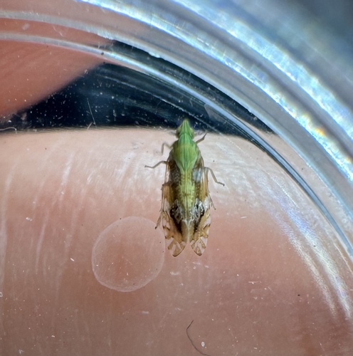 Tropidocephala brunnipennis observed 2026-04-10