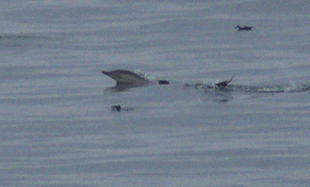 Delphinus delphis