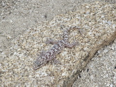 Phyllodactylus nocticolus