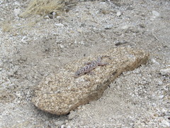 Phyllodactylus nocticolus