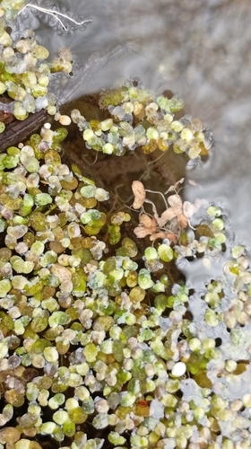 Common Duckweed (Lemna minor)