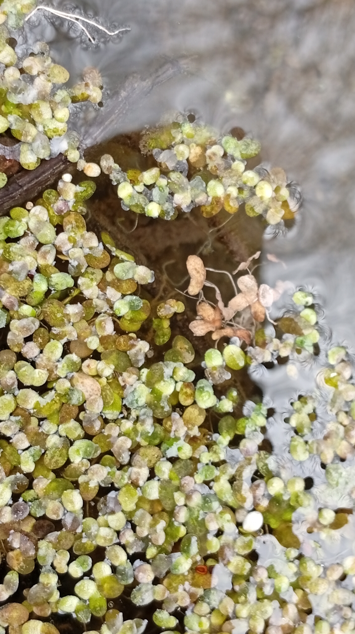 Common Duckweed (Lemna minor)