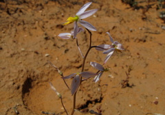 Cyanella hyacinthoides