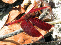 Neurothemis ramburii