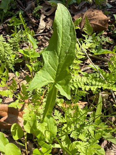nodding rattlesnake root (Nabalus crepidineus)