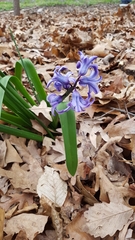 Hyacinthus
