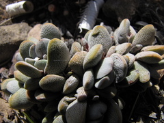 Crassula tecta
