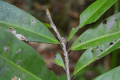 Campylospermum laxiflorum image