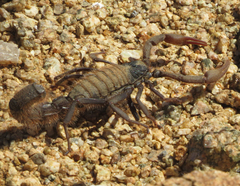 Parabuthus villosus