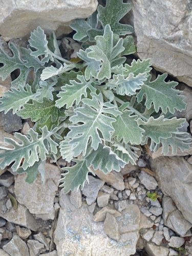 Dusty miller (Jacobaea maritima)
