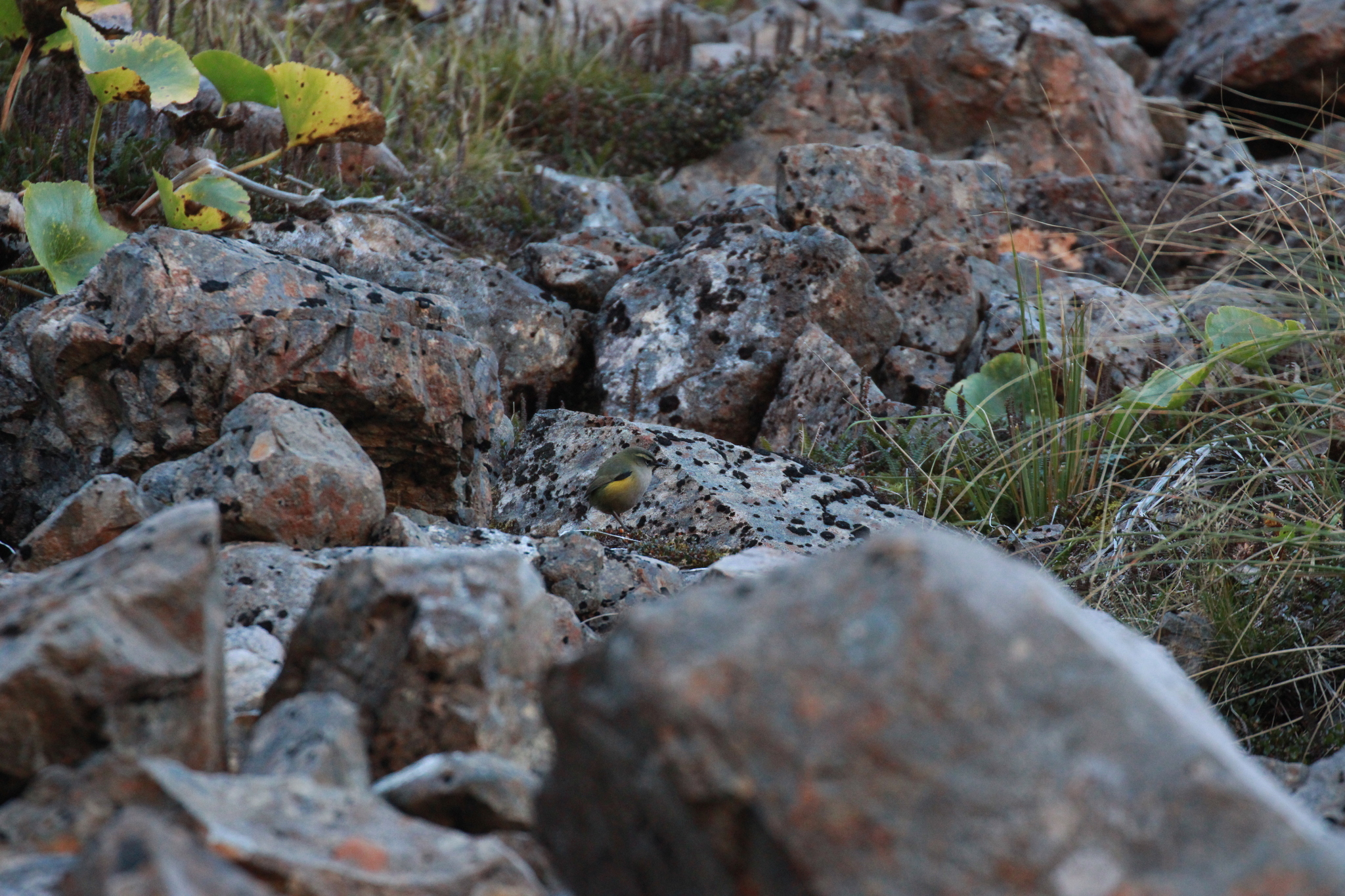 New Zealand Rockwren (Xenicus gilviventris), photo 6