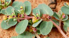 Euphorbia drummondii