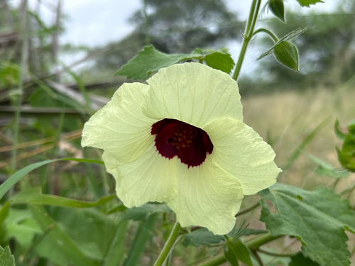 Wineleaf Hibiscus (Hibiscus vitifolius)