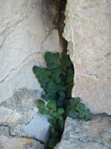 wall-rue (Asplenium ruta)