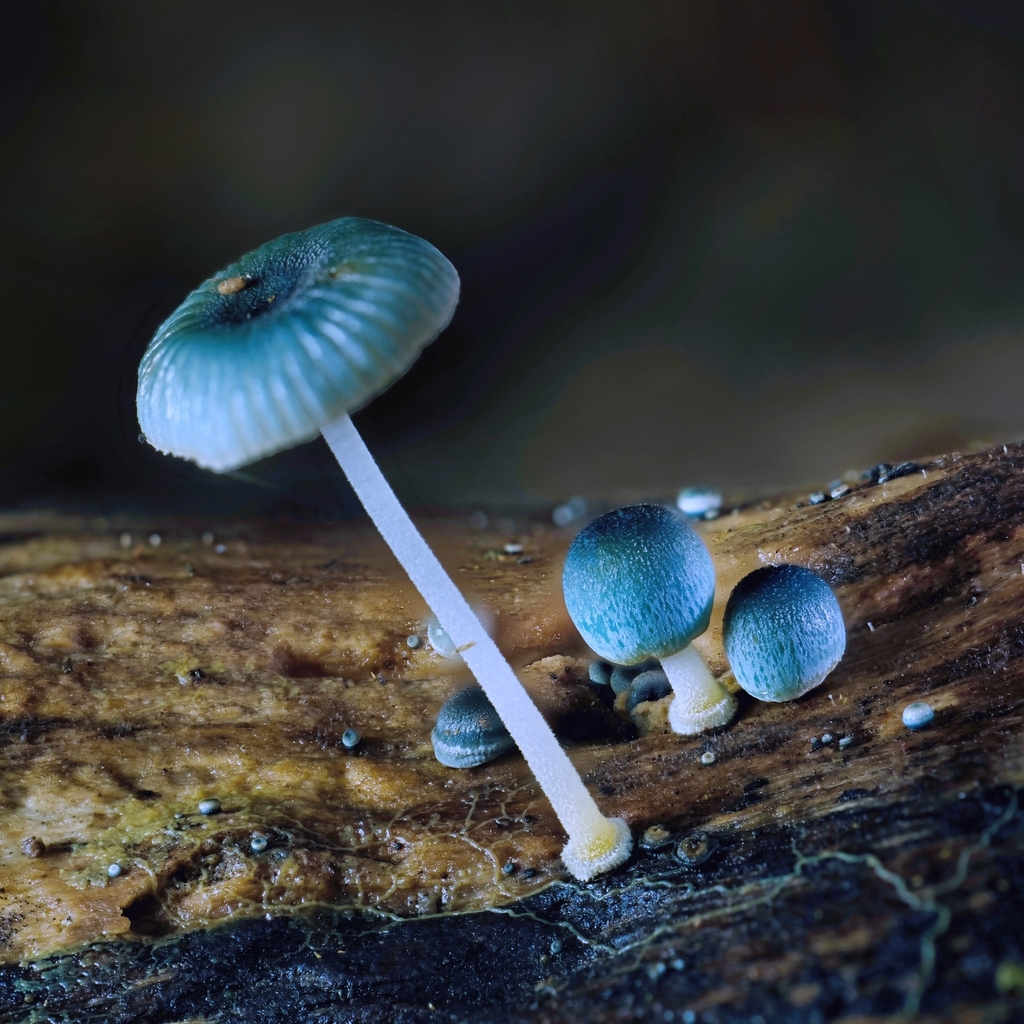 Mycena interrupta · April 2026 · photo: © s83482 (iNaturalist, cc-by)