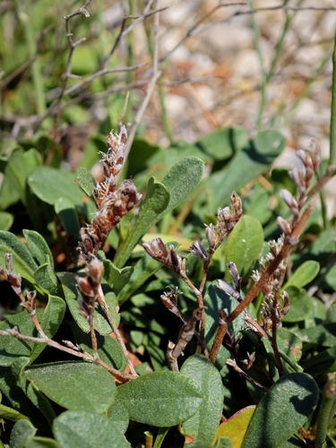 Olive-leaved Sea-lavender (Limonium virgatum)