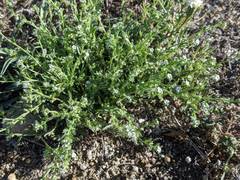 Pectocarya peninsularis