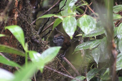 Munchique Wood Wren (Henicorhina negreti), photo 9