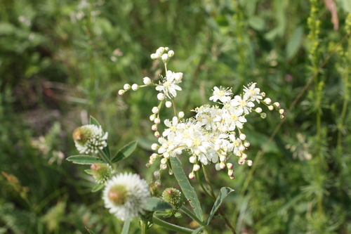 Dropwort (Filipendula vulgaris)