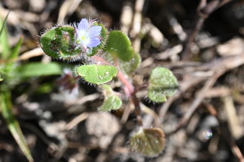 Ivyleaf Speedwell (Veronica hederifolia)