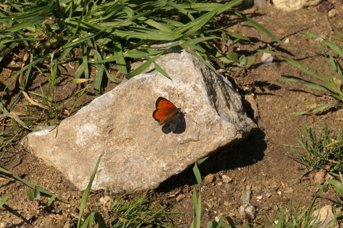 Grecian Copper