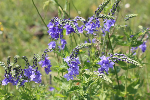 Broadleaf Speedwell (Veronica teucrium)