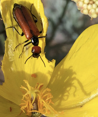 Eupompha schwarzi