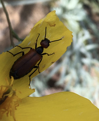 Eupompha schwarzi