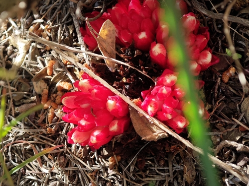 Red Rockrose-parasite (Cytinus ruber)