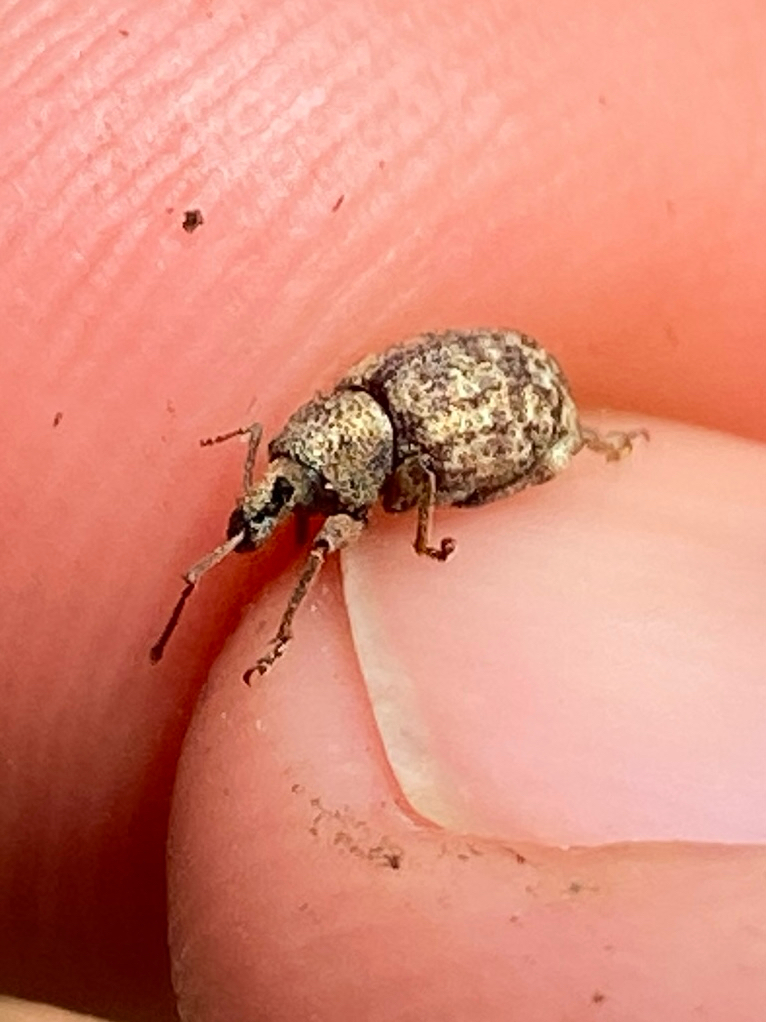Otiorhynchus carinatopunctatus