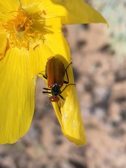 Eupompha schwarzi