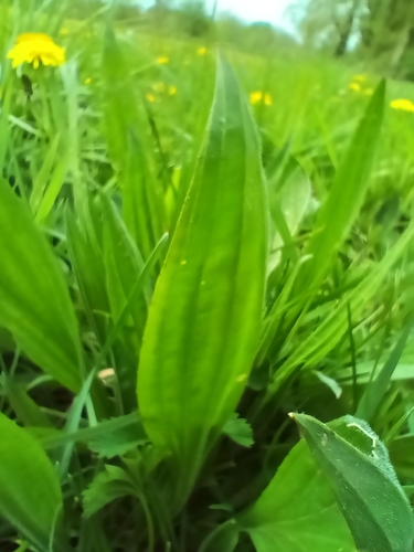 ribwort plantain