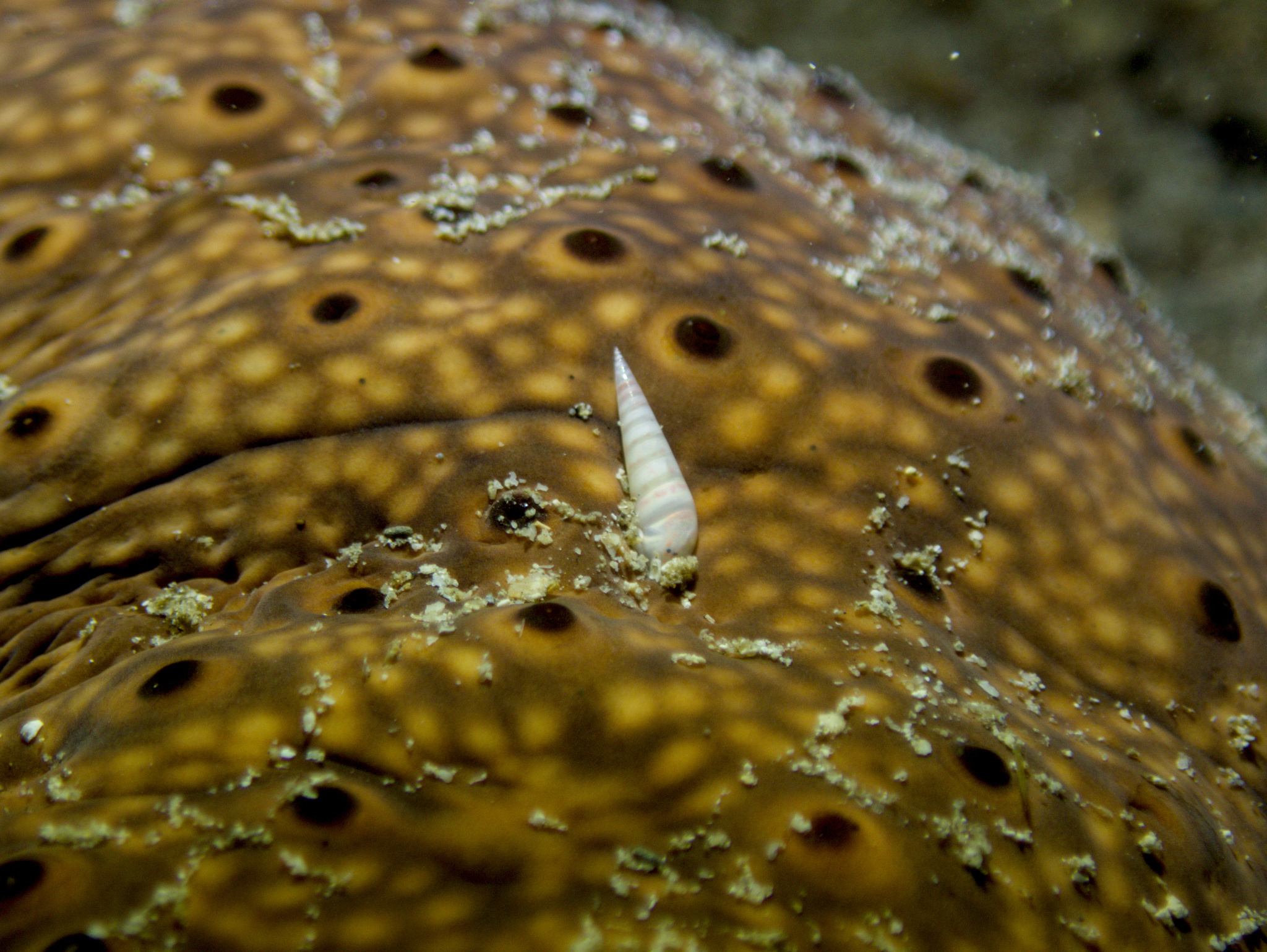 Melanella (Melanella)