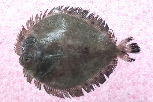 Sterren-tongschar (Bothus myriaster) — Bothidae — 5