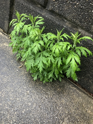 Japanese Mugwort (Artemisia princeps)